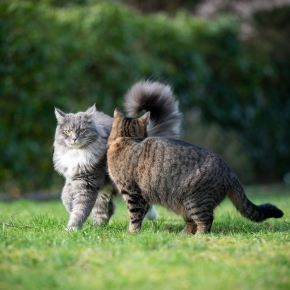Why neutering is the responsible choice for cat owners in Middlesex