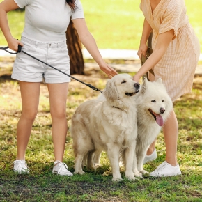 Why dog neutering is a must on the cusp of puppy season