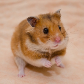 Help! My new small furry pet has a pregnancy bump