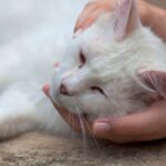 Understanding cat leukaemia: facts, symptoms and prevention