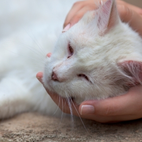 Understanding cat leukaemia: facts, symptoms and prevention