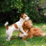 Dog vaccination advice for distemper, parvovirus, kennel cough & more