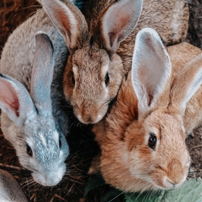 Travel Vet answer: Should I vaccinate my rabbit?