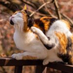 Does my cat have fleas? Here are the signs to look out for