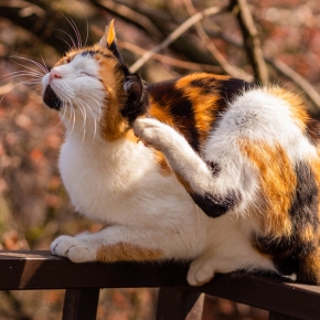 Does my cat have fleas? Here are the signs to look out for