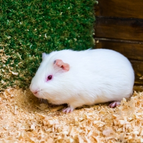 Flystrike Alert: Protecting rabbits & guinea pigs in Middlesex