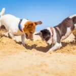Our favourite UK dog-friendly holiday destinations for 2024