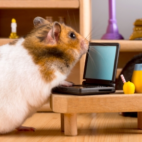 Going on holiday? Here’s your small pet prep guide from Travel Vet!