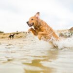 Travel Vet’s Guide to a Safe Summer by the Sea with Your Dog