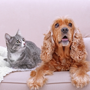 How to Reconnect with Your Pet After Your Summer Getaway