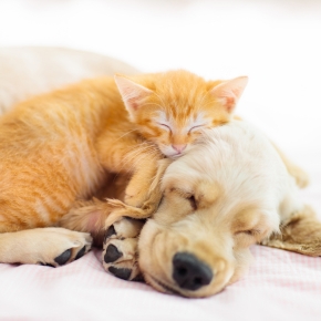 Travel Vet’s New Puppy & Kitten Guide for Summer