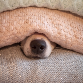 Create a Firework Retreat for Your Pet with Travel Vet’s Guide