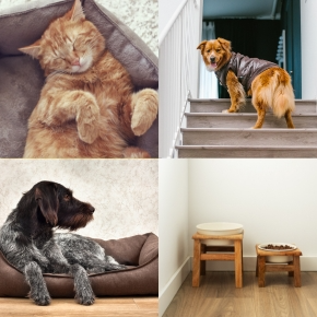 Emma Fisher Shares Home Hacks to Make Life Easier for Arthritic Pets