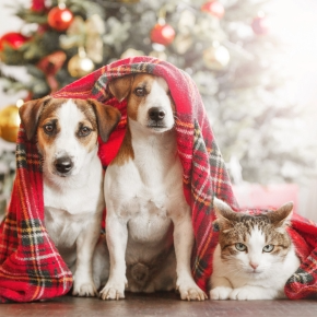 How to Keep the Holiday Season Safe & Joyful For Pets
