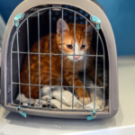 Try Travel Vet’s Tips for Getting Your Cat into Their Carrier