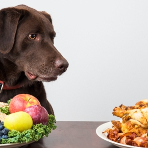 Vet Emma Fisher Explains Why Cats and Dogs Aren’t Built for Veganuary