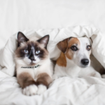 Vet Emma Fisher Explains How to Cheer Up Pets After the Holidays