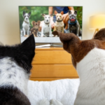 Travel Vet Talk Next-Level Dog Training: Virtual Classes and AI