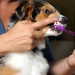 How to Tackle Dog Teeth Cleaning Like a Pro