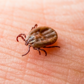 Vet Emma Fisher Explains Why Ticks Are a Problem for Pet Owners