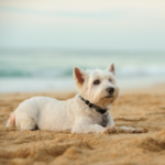 Ideas for Fun UK Days Out with Your Dog from Our Vets in Staines-upon-Thames