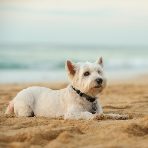 Ideas for Fun UK Days Out with Your Dog from Our Vets in Staines-upon-Thames