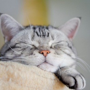 How Do I Tell if My Pet is Happy?