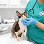 Nine Things Our Veterinary Nurses in Staines-upon-Thames Can Help With