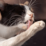 Why is My Cat Excessively Scratching? Find Out!