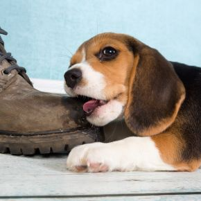 Travel Vet’s Nurses Answer: Why Dogs Chew