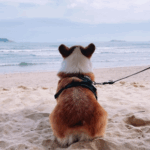 Preparing for a Dog-Friendly Beach Day with Travel Vet