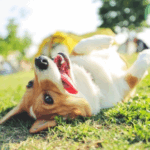 Tips for Dog-Friendly Holidays from Travel Vet