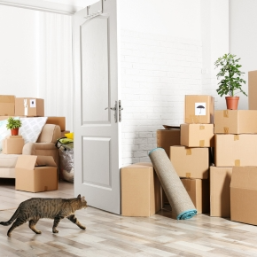 Top Tips for Moving House with Pets