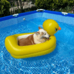 Summer Pet Water-Safety Tips from our Vet Emma Fisher