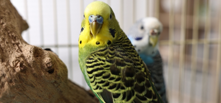 Can I Take My Exotic Pet Abroad?