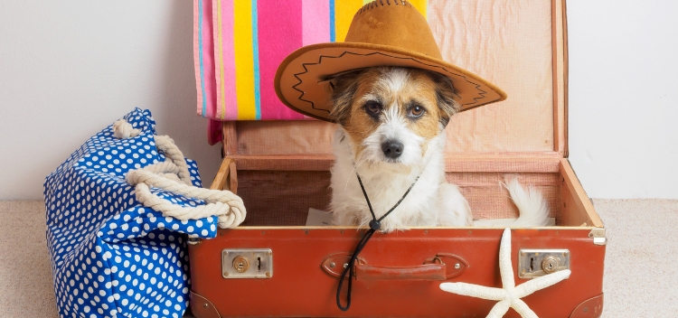 Pet Travel FAQs