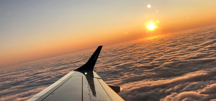 Preparing Your Pet for Plane Travel FAQs