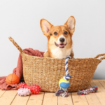 Our Favourite Pet Care Tips from Pet Owners Over the Years