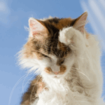 Travel Vet on Staying Ahead of Pet Skin Problems
