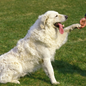Looking Ahead to Pet Obesity Month – Advice from Travel Vet