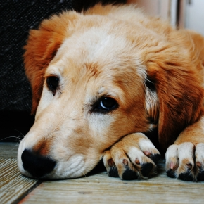 Suffering in Silence: Could Your Pet Be in Chronic Pain?