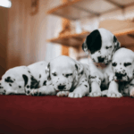 How to Spot a Puppy Scam Online