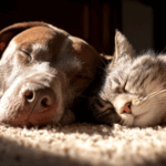 How to Keep Older Pets Fit and Happy in Middlesex