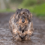 Muddy Dog Walks: When to Worry About Alabama Rot