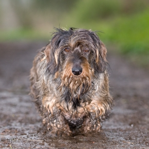 Muddy Dog Walks: When to Worry About Alabama Rot