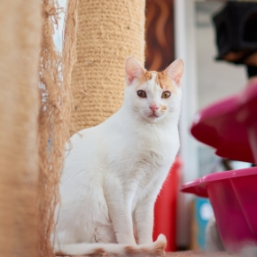 A Guide to Choosing a Cattery in Staines-upon-Thames