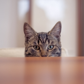 Why Do Cats Knock Things Over? Insights from Vet Emma Fisher