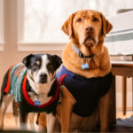 Keep Your Dog’s Social Life Thriving This Winter in Middlesex