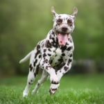 5 Ways to Improve Your Pet’s Fitness & Health This Season