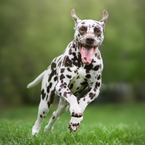 5 Ways to Improve Your Pet’s Fitness & Health This Season